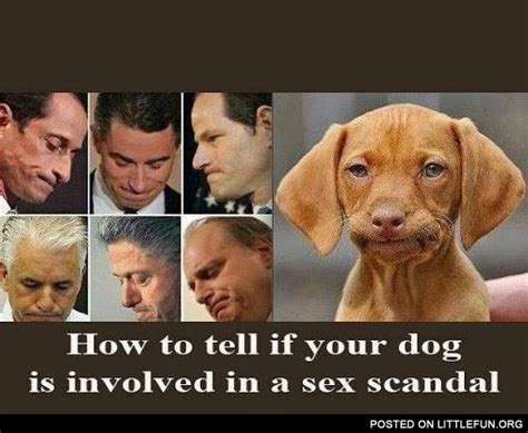 dog meme sex|How to tell if your dog is involved in a sex scandal .